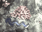 Grossansicht
 112 KB GIF